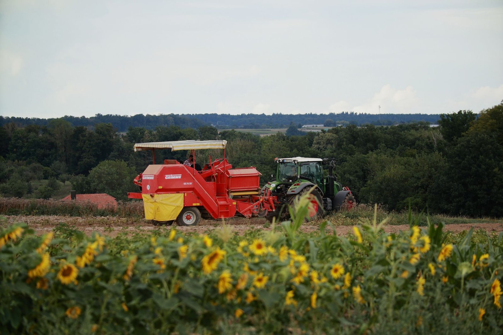A tractor with a grain harvester working in a sunflower field on a summer day.