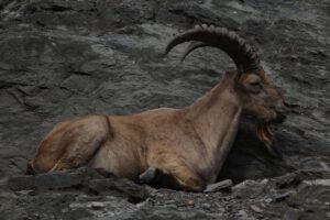 A serene alpine ibex resting on a rocky outcrop, showcasing its impressive horns and natural habitat.