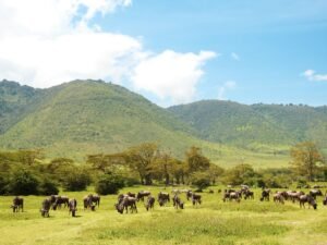A vibrant wildlife scene in Ngorongoro, Tanzania featuring a herd of wildebeests grazing against a backdrop of lush, green hills.