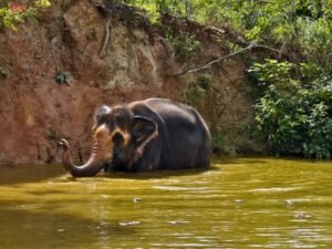 Rescued Asian elephant enjoying a bath in a serene natural pond setting.
