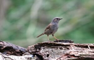 Close-up of a Dunnock bird standing on a log in a lush green forest setting.