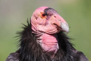 Detailed close-up of a California Condor in Santa Barbara, showcasing its unique features.