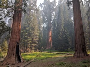 Tall sequoia trees in lush greenery at Sequoia National Park, California, USA.