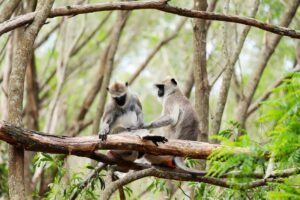 Two gray langur monkeys sit on a tree branch in a lush forest setting, showcasing natural wildlife behavior.