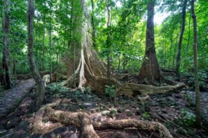 Picturesque scenery of tree trunks with massive roots growing in national park Cat Tien in forest with green leaves on branches
