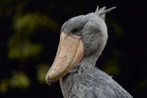 Detailed side view of a Shoebill Stork's head and beak against a dark background.