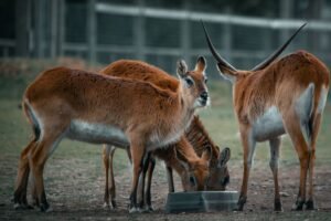 A group of lechwe antelopes with horns grazing outdoors, showcasing wildlife behavior.