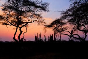 Beautiful sunrise over the Zimbabwean savanna, highlighting acacia trees in silhouette.