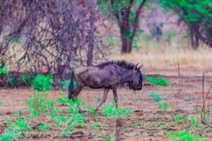 A blue wildebeest wandering through the savannah in Murehwa, Zimbabwe.