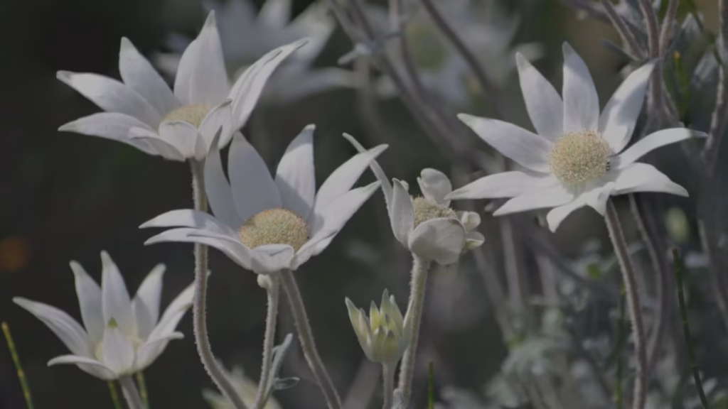 Australian Bush Flower Essences