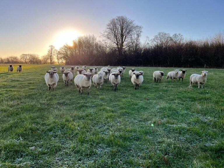 White Rocks Farm