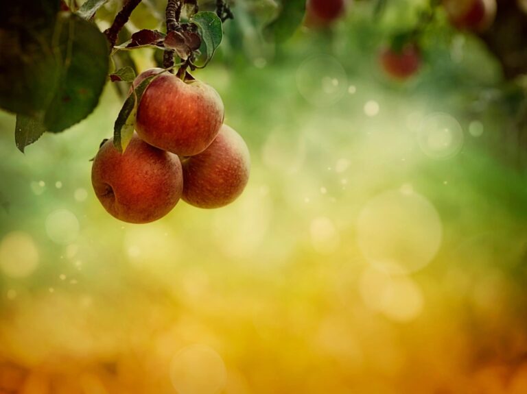 Hofacker’s Hillside Orchard, LLC
