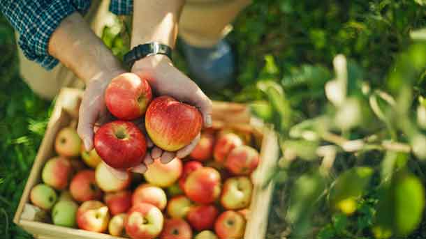 Grandview Orchard & Nursery Stock