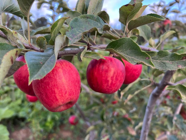 Prevedelli Farms