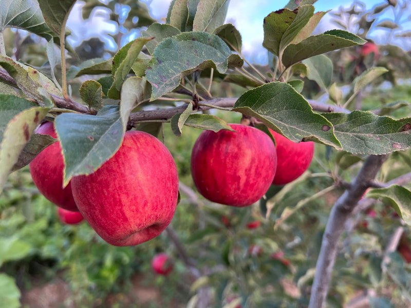 Prevedelli Farms