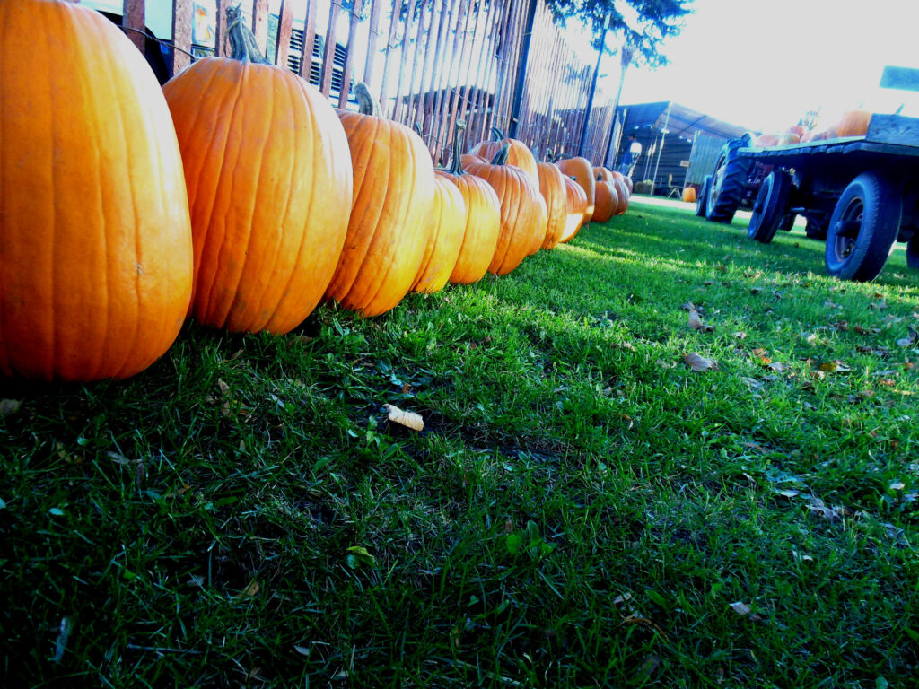 Harvest Time