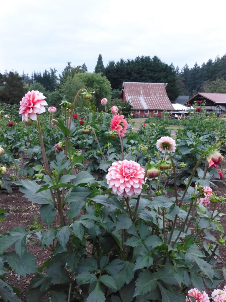 Bainbridge Island/Suyematsu Farm