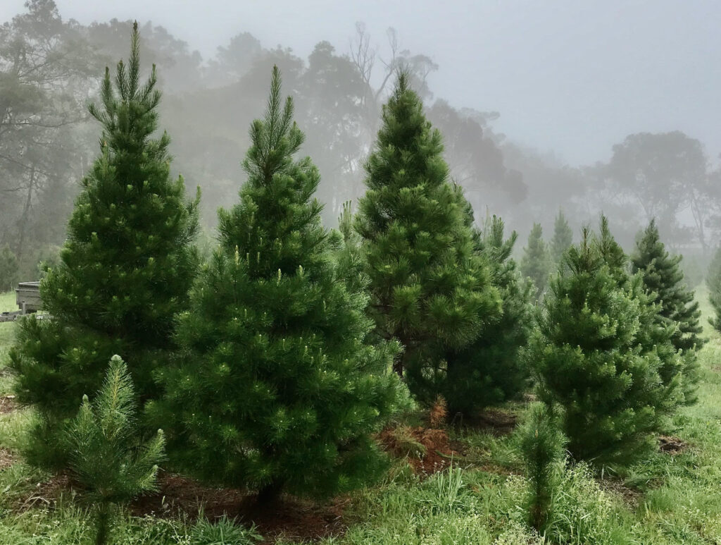 Sydney Christmas Tree Farm