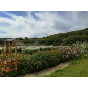 Two Acre Farm