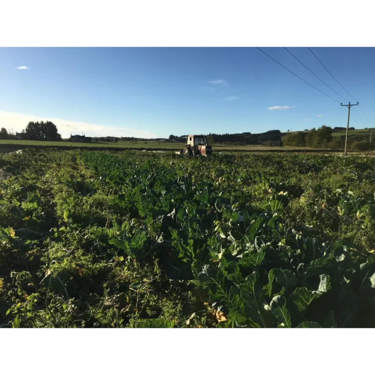 Bridgefoot Organic