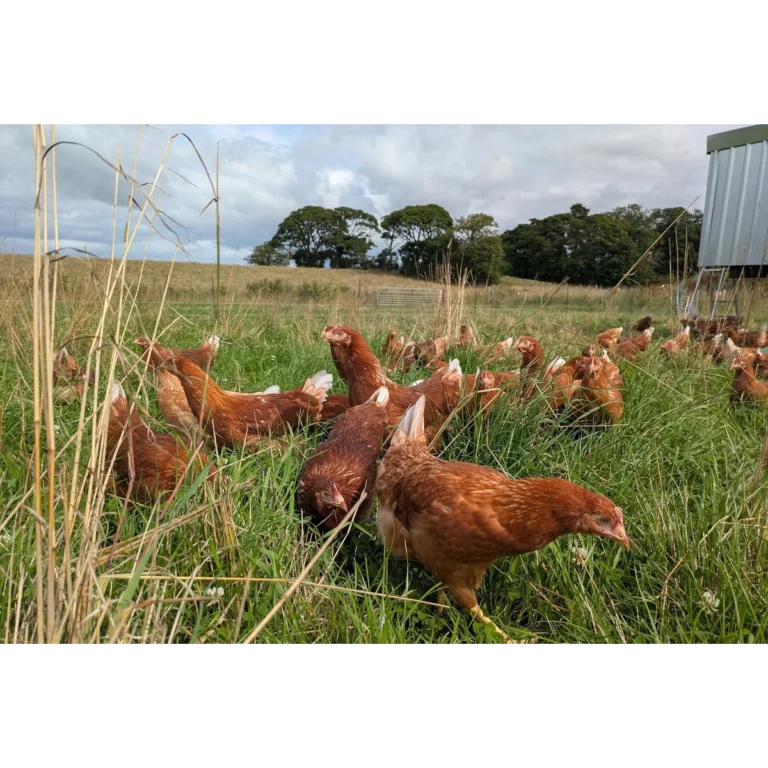East Neuk Eggs