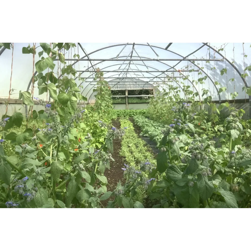 Macleod Organics