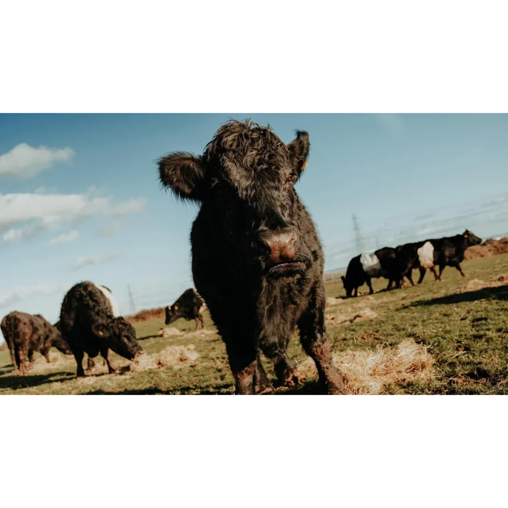 Hafren Rare Breeds