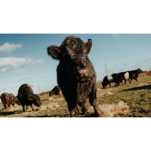Hafren Rare Breeds