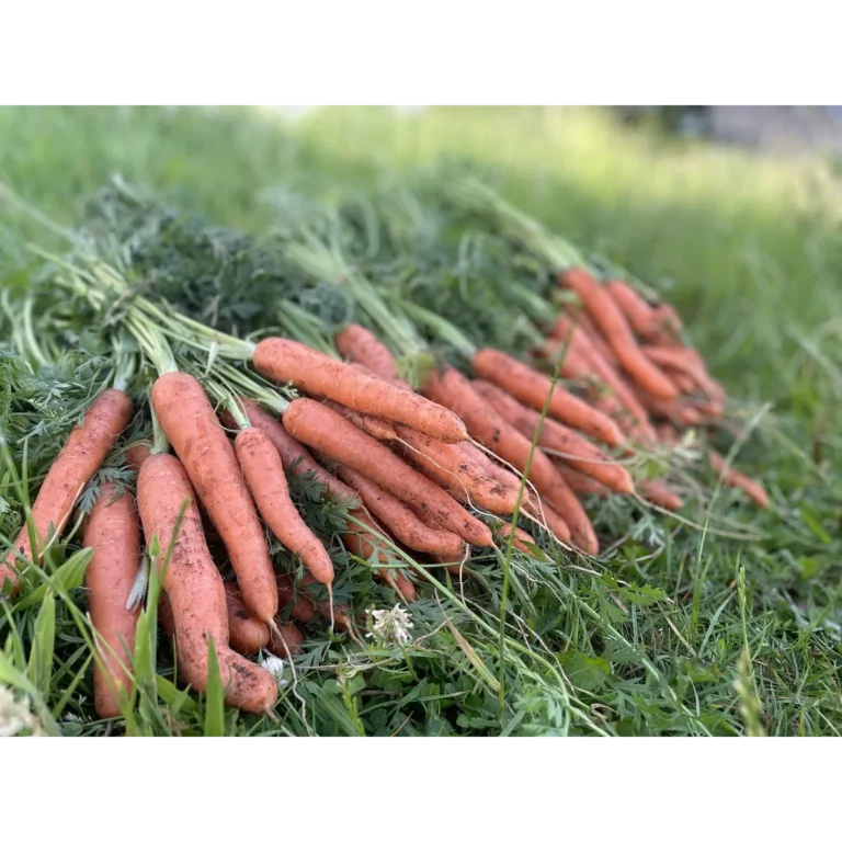 North Aston Organics