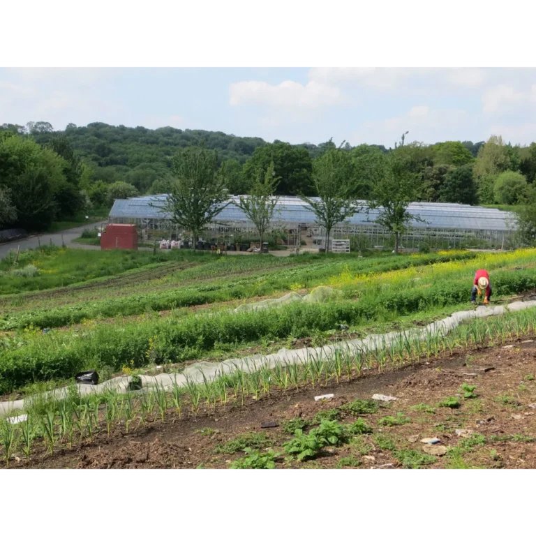 OrganicLea