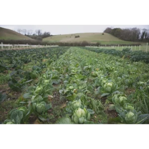 Tolhurst Organic