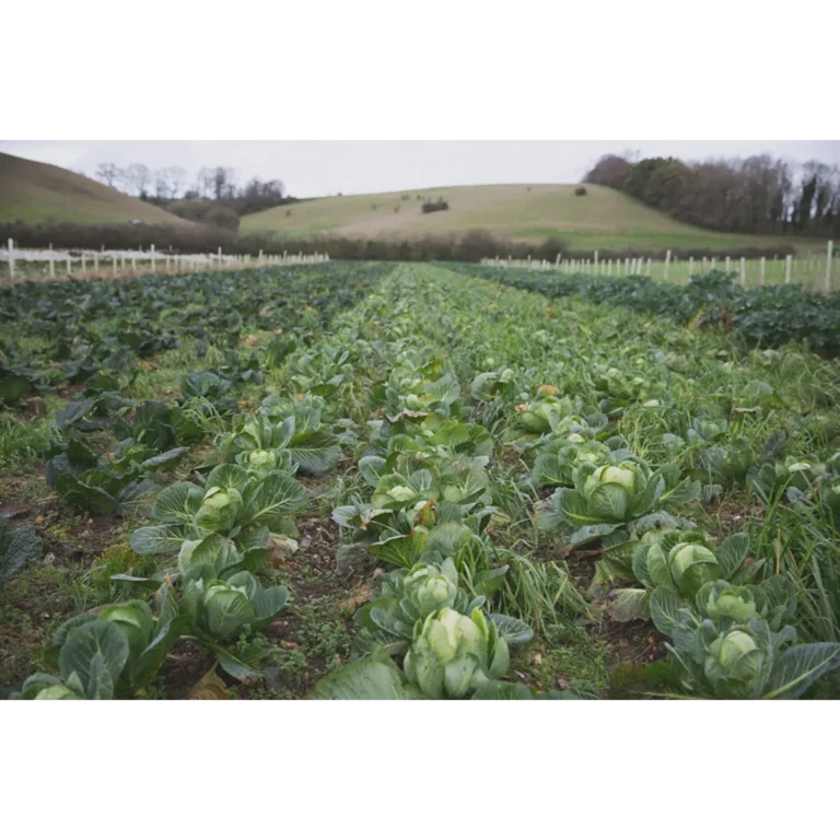 Tolhurst Organic