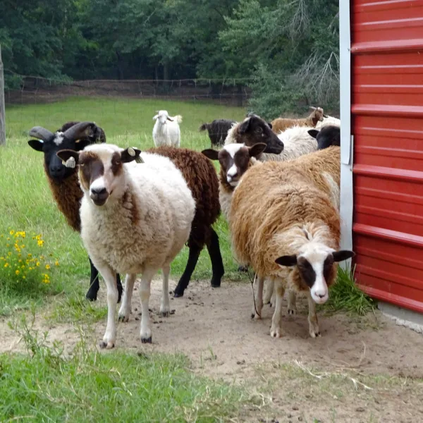Phoenix Farms