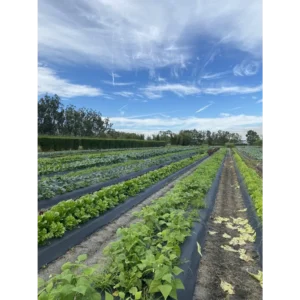 KAI-KAI FARM