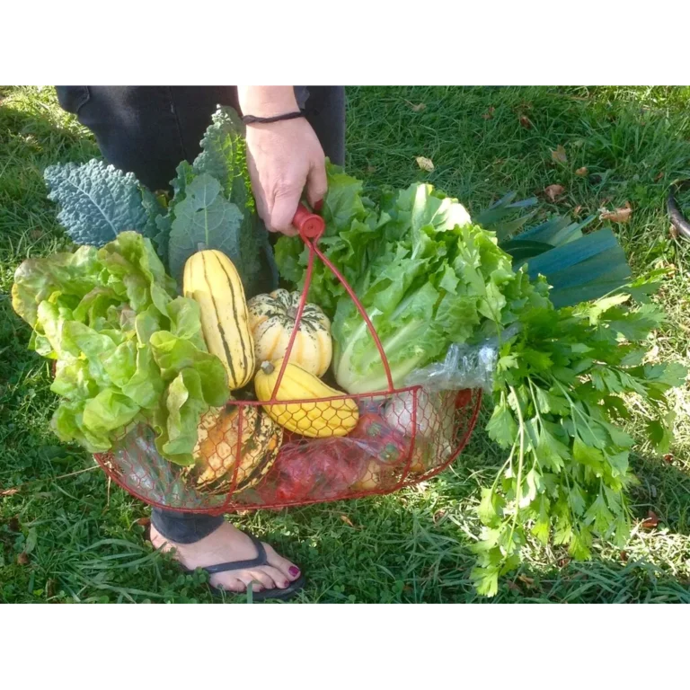 School Lunch Organic Farm & CSA