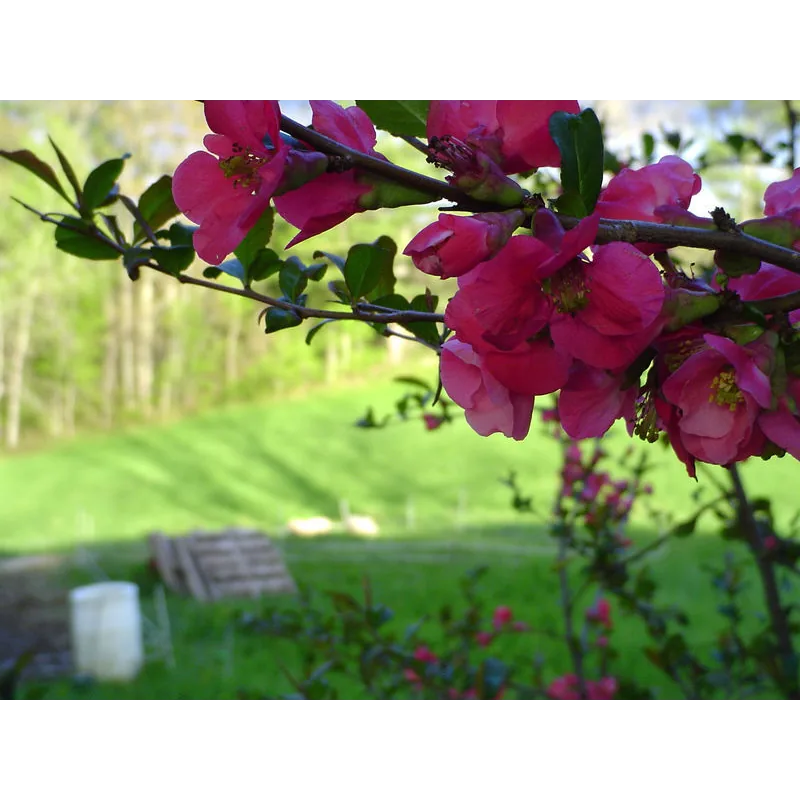 Little Ridge Farm